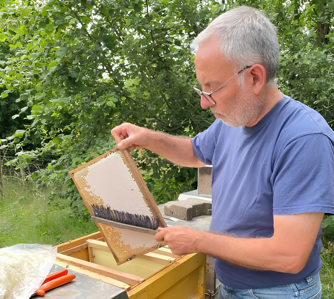 wabenentnahme-e1688209742103(1)